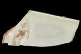 Miocene Pea Crab (Pinnixa) Fossil - California #141598-1